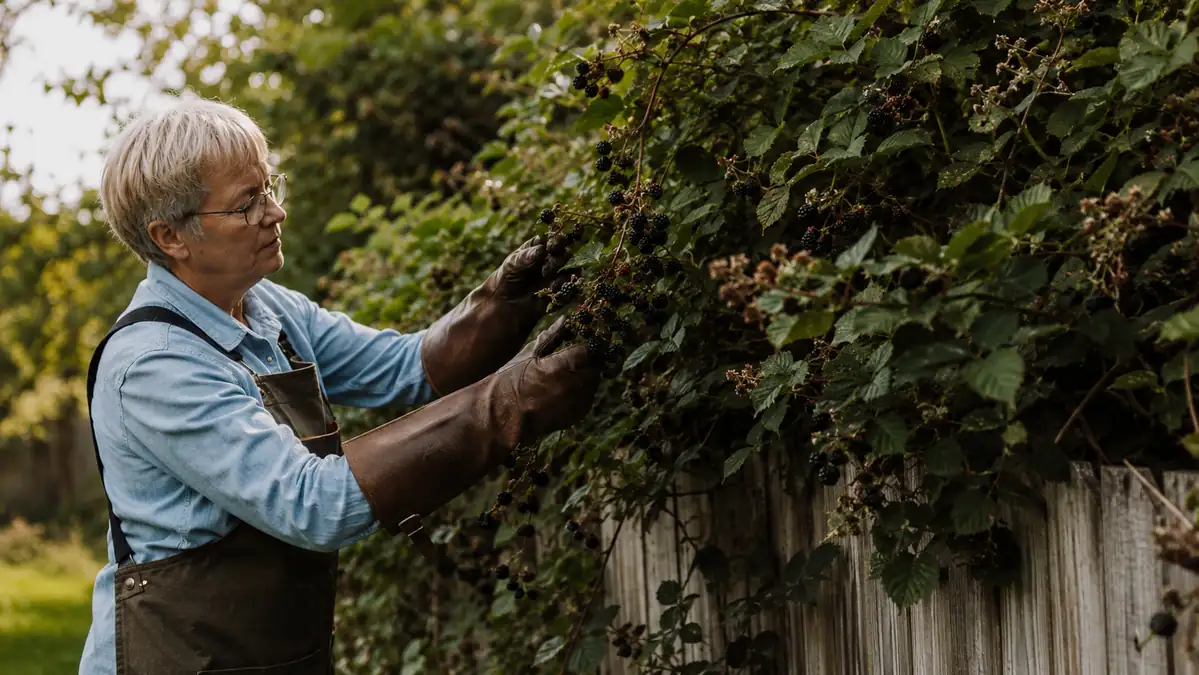 Gardener wearing gauntlet gloves clearing a blackberry hedge along a wooden fence