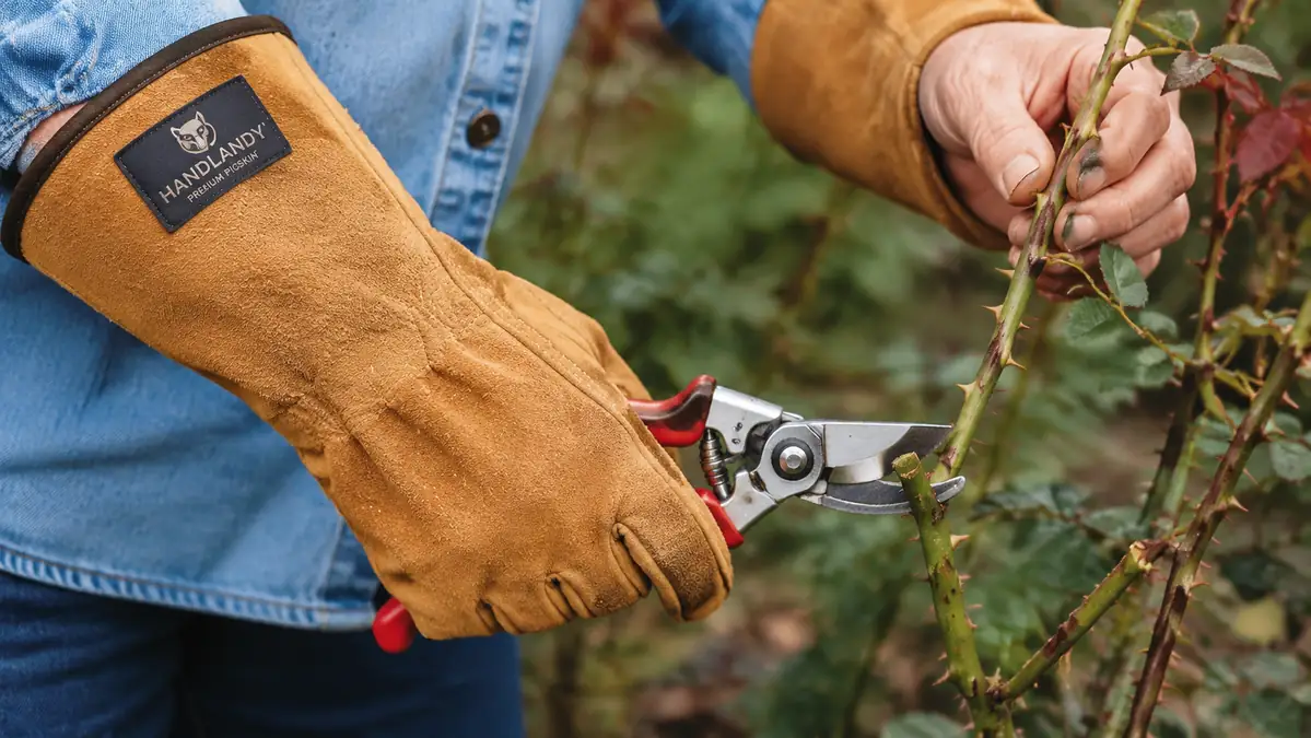 Close-up of a gloved hand gripping bypass pruners next to a thorny rose cane