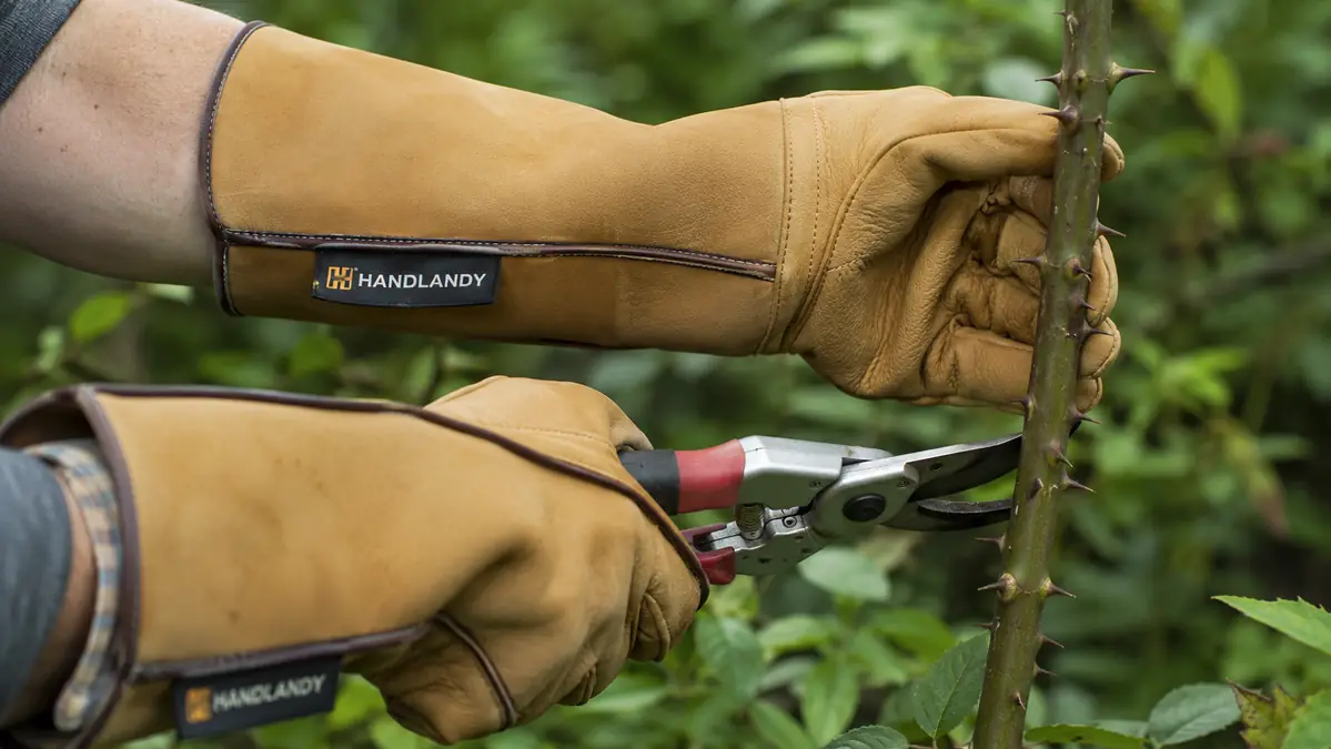 Close-up of a gloved forearm bracing a thick thorny rose cane while the other hand positions pruners for a cut
